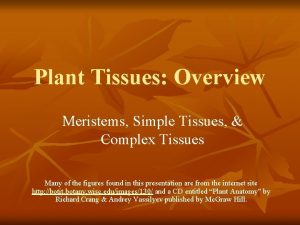 Plant Tissues Overview Meristems Simple Tissues Complex Tissues