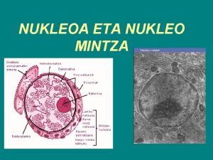 NUKLEOA ETA NUKLEO MINTZA ZER DA NUKLEOA Nukleoa