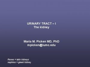 URINARY TRACT I The kidney Maria M Picken