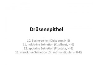 Drsenepithel 10 Becherzellen Dickdarm HE 11 holokrine Sekretion