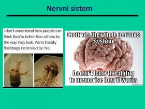 Spinalni nervi