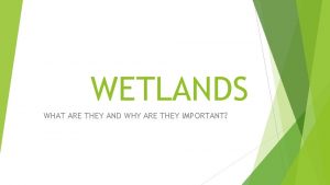 Why are wetlands important for biodiversity