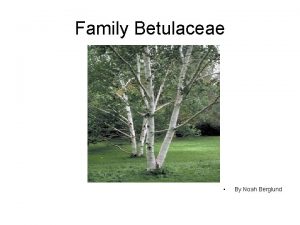 Betulaceae family characteristics