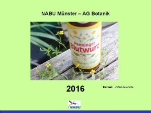 NABU Mnster AG Botanik 2016 Blutwurz Potentilla erecta