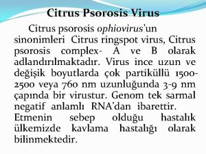 Citrus Psorosis Virus Citrus psorosis ophiovirusun sinonimleri Citrus