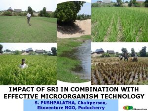 IMPACT OF SRI IN COMBINATION WITH EFFECTIVE MICROORGANISM