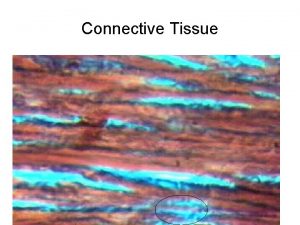 Connective Tissue Dense fibrous regular connective tissue 10