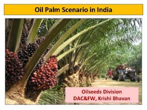 Oil Palm Scenario in India Oilseeds Division DACFW