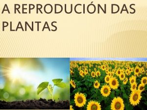 A REPRODUCIN DAS PLANTAS HAY DOUS TIPOS DE