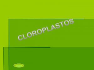 Protoplastidio