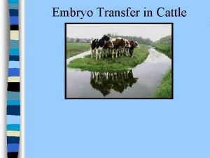 Embryo Transfer in Cattle Introduction n This slide