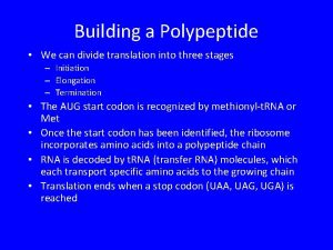 Building a Polypeptide We can divide translation into