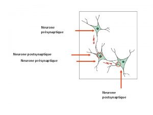 Anatomie de la synapse Neurone prsynaptique Neurone postsynaptique