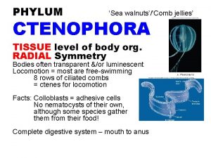 Phylum and class