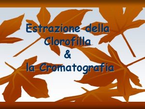 Dov'è contenuta la clorofilla