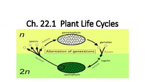 Alternation of generations in plants