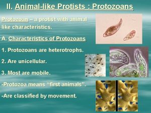 II Animallike Protists Protozoans Protozoan a protist with