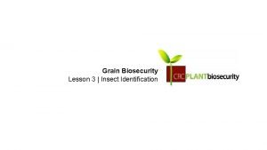 Grain Biosecurity Lesson 3 Insect Identification What is