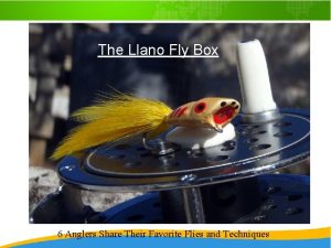 Llano bug fly