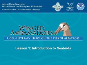 Lesson 1 Introduction to Seabirds Lesson 1 Presentation