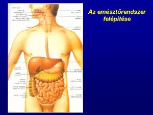 Az emsztrendszer felptse Szjreg z rzkels des savany