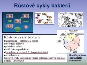 Rstov cykly bakteri Bunn cyklus Caulobacter crescentus Komplexn