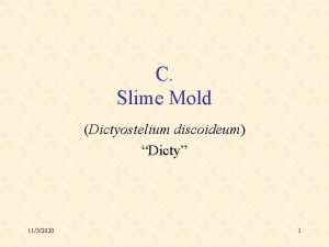 C Slime Mold Dictyostelium discoideum Dicty 1132020 1