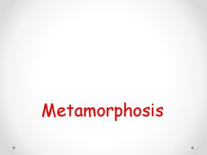 What is metamorphosis?