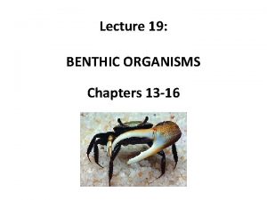 Examples of benthic organisms