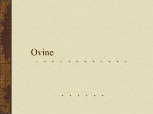 Ovine Ovine Three Types Lamb Yearling Mutton Lamb