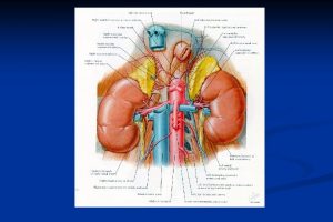 Rapporti arterie renali VASI ARTERIOSI PARENCHIMALI RENALI TECNICA