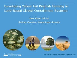 Developing Yellow Tail Kingfish Farming in LandBased ClosedContainment