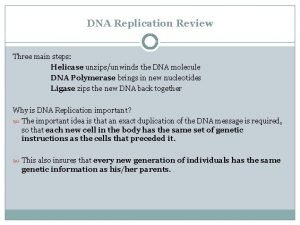 DNA Replication Review Three main steps Helicase unzipsunwinds