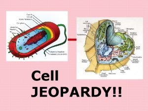 Cell JEOPARDY Jeopardy Microscopes Cell 2 Organelle Q