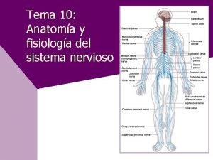 Tema 10 Anatoma y fisiologa del sistema nervioso