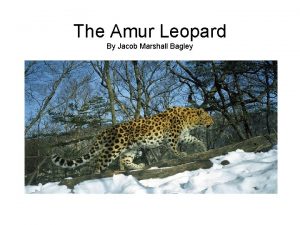 The Amur Leopard By Jacob Marshall Bagley Critically