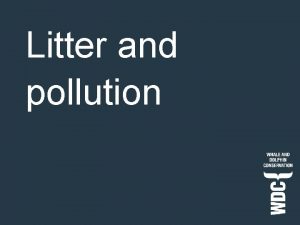 Litter and pollution Whales Dolphins and Porpoises This