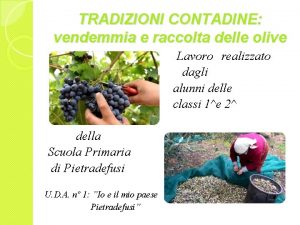 TRADIZIONI CONTADINE vendemmia e raccolta delle olive Lavoro