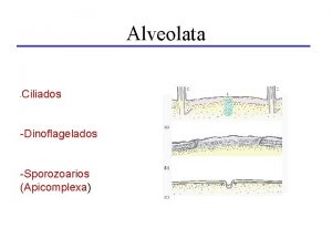 Alveolata Ciliados Dinoflagelados Sporozoarios Apicomplexa Apicomplexa Generalidades Parsitos