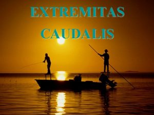 EXTREMITAS CAUDALIS FUNGSI EXTREMITAS CAUDALIS n PENOPANG TUBUH