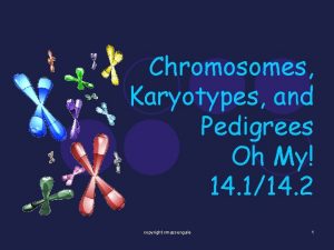 Chromosomes Karyotypes and Pedigrees Oh My 14 114