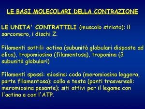 LE BASI MOLECOLARI DELLA CONTRAZIONE LE UNITA CONTRATTILI