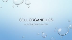 CELL ORGANELLES STRUCTURE AND FUNCTION GOLGI APPARATUS STRUCTURE