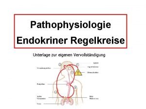 Pathophysiologie Endokriner Regelkreise Unterlage zur eigenen Vervollstndigung Regelkreise