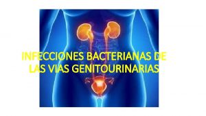 INFECCIONES BACTERIANAS DE LAS VIAS GENITOURINARIAS CONCEPTO INFECCIN