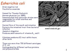 Esherichia coli Gramnegative rod Facultative anaerobe Named for