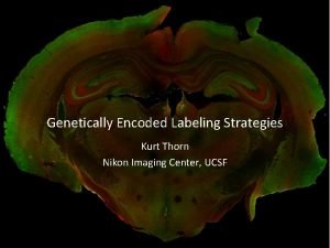 Genetically Encoded Labeling Strategies Kurt Thorn Nikon Imaging