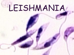 LEISHMANIA Prsentation Dfinition Protozoaire flagell de petite taille