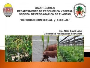 UNAHCURLA DEPARTAMENTO DE PRODUCCION VEGETAL SECCION DE PROPAGACION