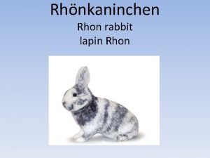 Rhnkaninchen Rhon rabbit lapin Rhon Rhnkaninchen Agenda Rhon